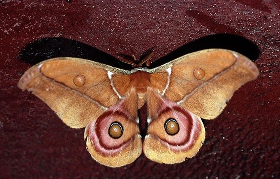 Photo:  Suraka Silk Moth